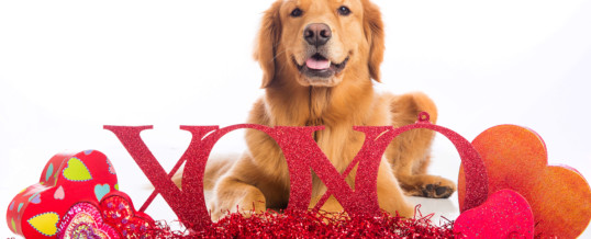 Valentine’s Day and Divorce – Tips You Will LOVE!