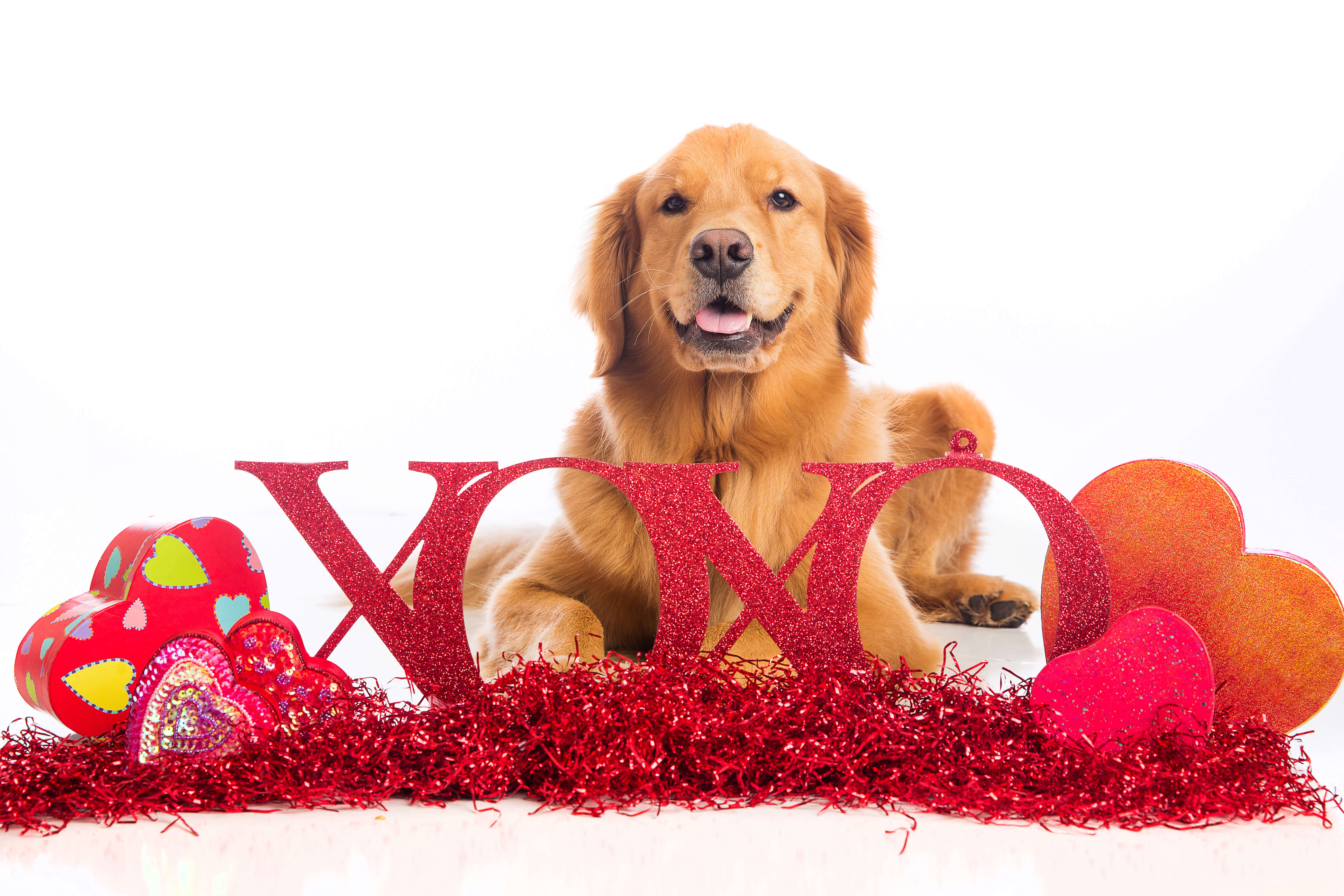 A beautiful Golden Retriever Dog laying down on Valentine’s Day - Your dog is always there for you during divorce Valentine’s Day and Divorce do not have to be all bad